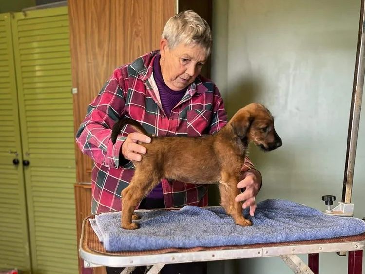 Braecrest Irish Terriers
