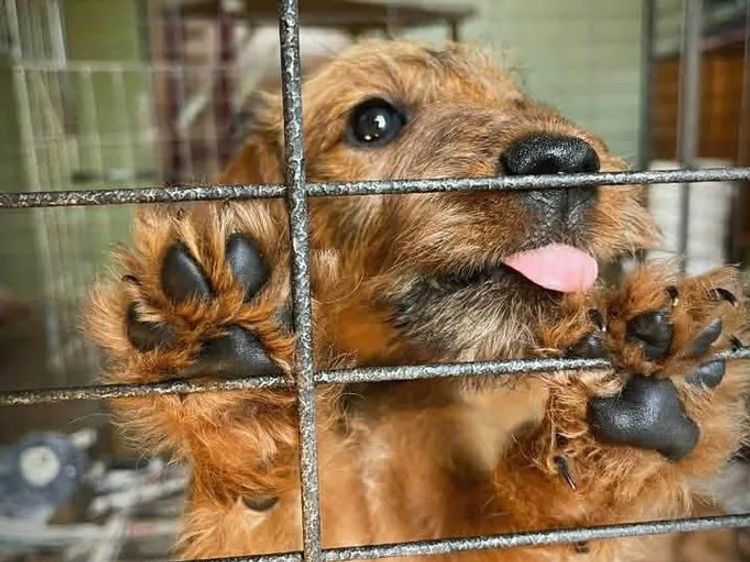 Braecrest Irish Terriers