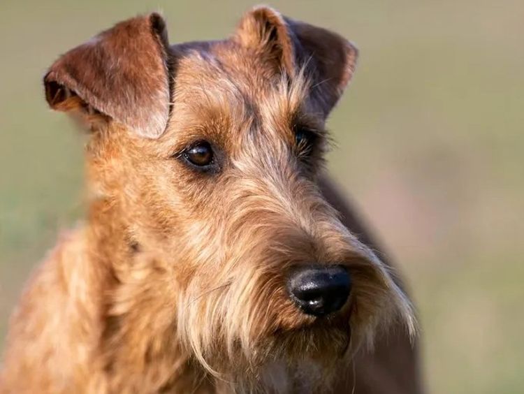 Braecrest Irish Terriers