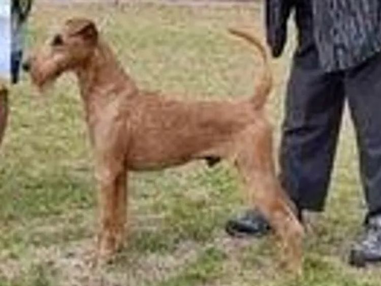 Braecrest Irish Terriers