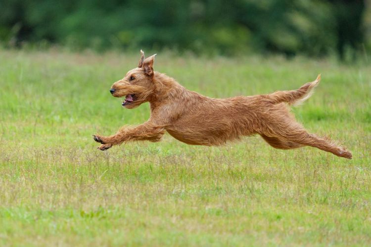 Braecrest Irish Terriers