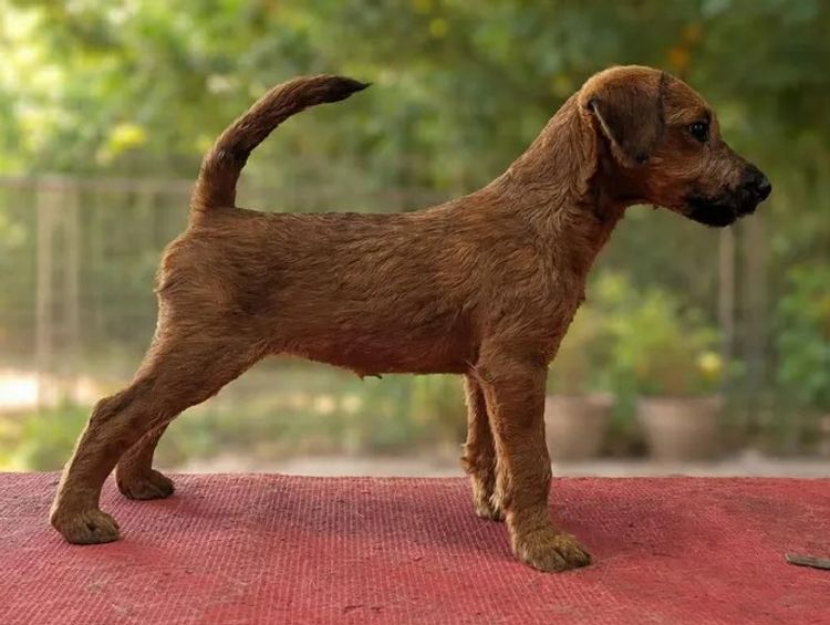 Braecrest Irish Terriers
