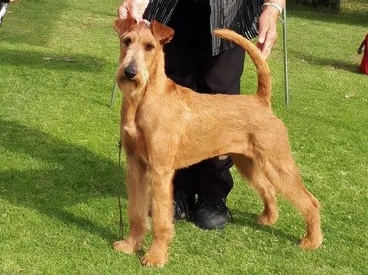 Braecrest Irish Terriers