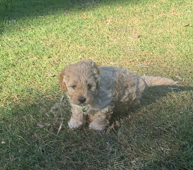 OAM Cute Cavoodles