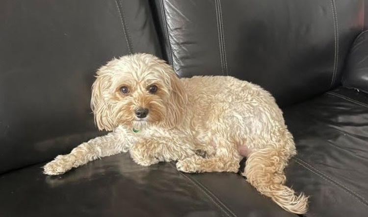 OAM Cute Cavoodles