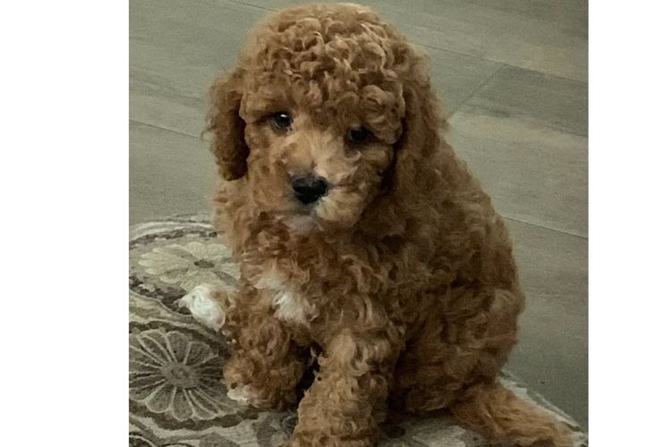 Pineways Puppies - Cavoodles & Theodore’s
