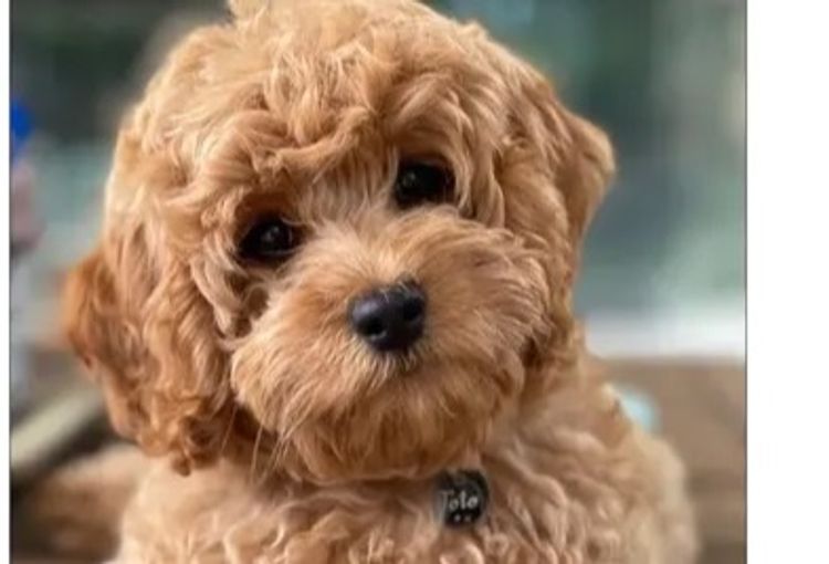 Pineways Puppies - Cavoodles & Theodore’s