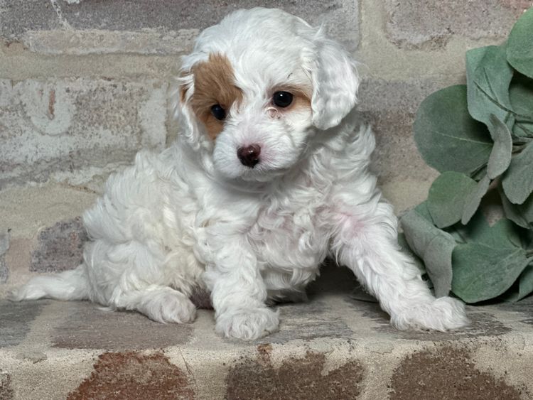 Pineways Puppies - Cavoodles & Theodore’s