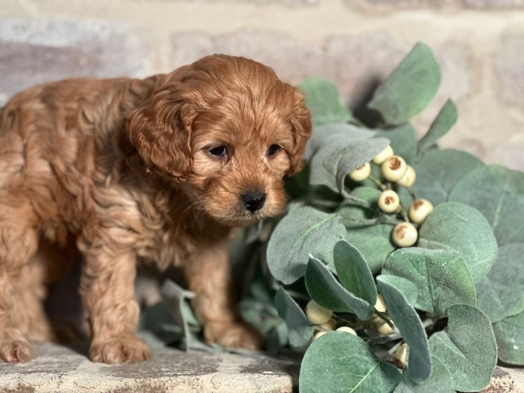 Pineways Puppies - Cavoodles & Theodore’s