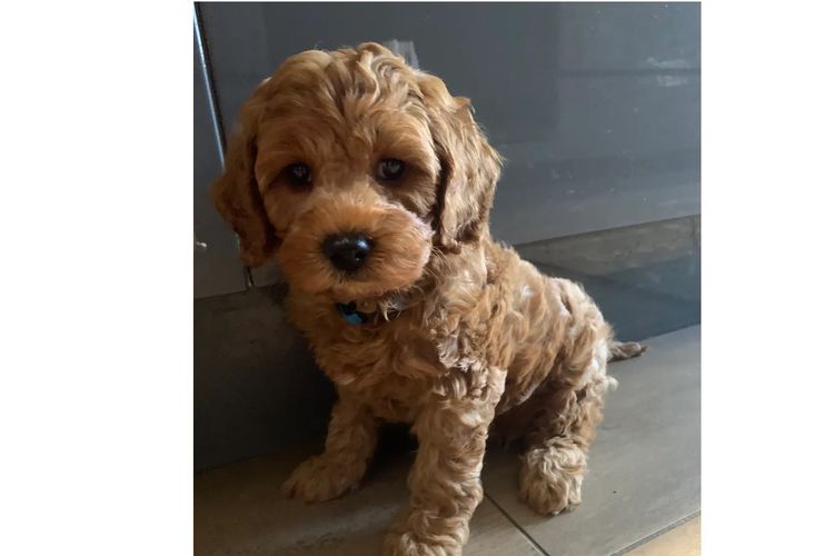 Pineways Puppies - Cavoodles & Theodore’s