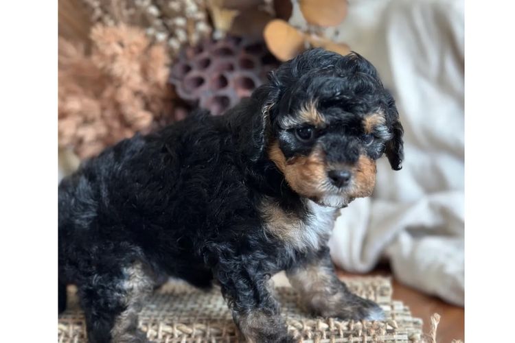 Pineways Puppies - Cavoodles & Theodore’s
