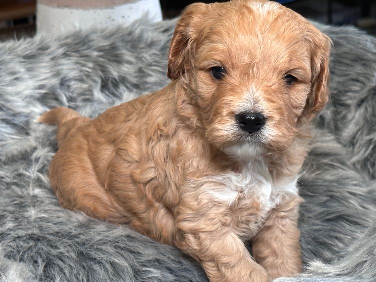 Pineways Puppies - Cavoodles & Theodore’s