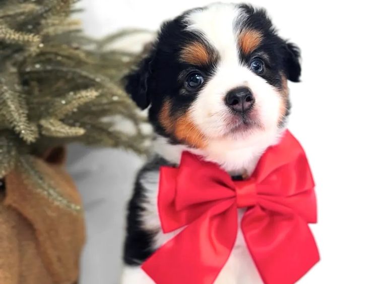 Miniature American Shepherds