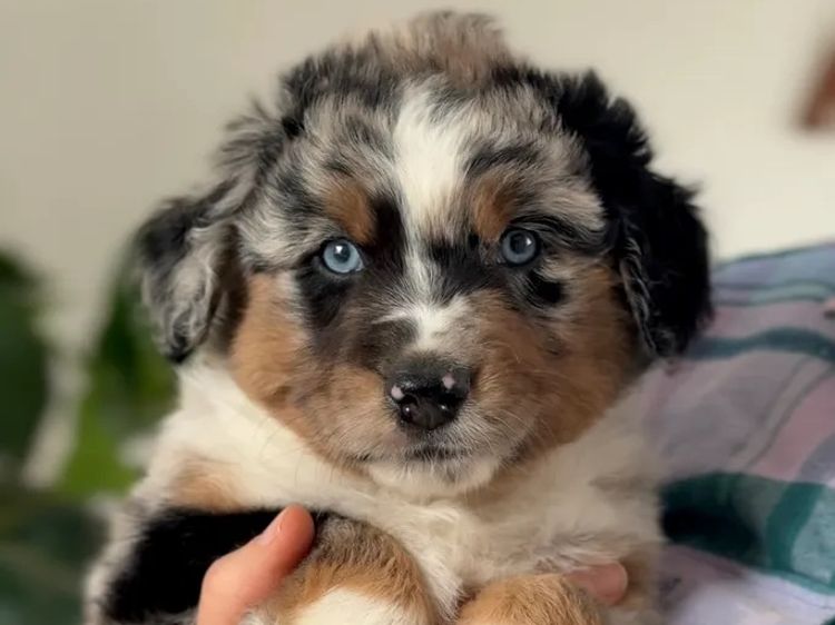 Miniature American Shepherds
