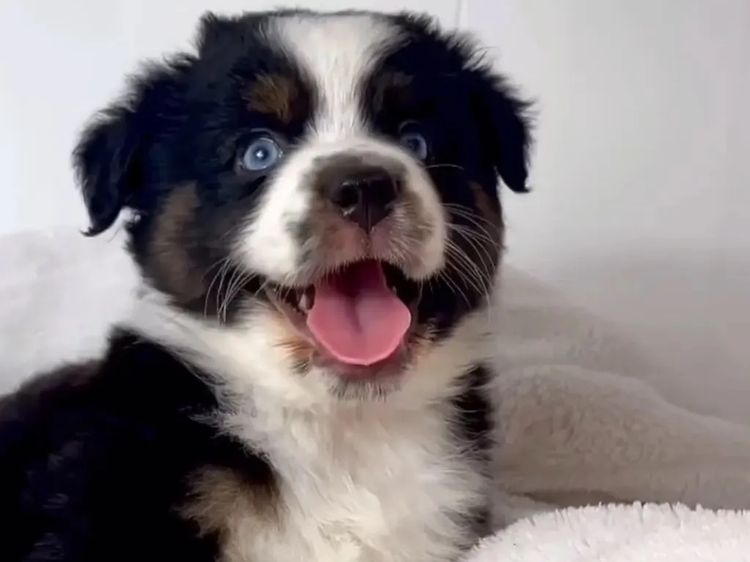 Miniature American Shepherds