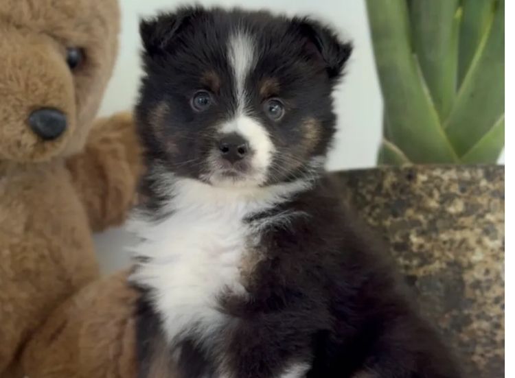 Miniature American Shepherds