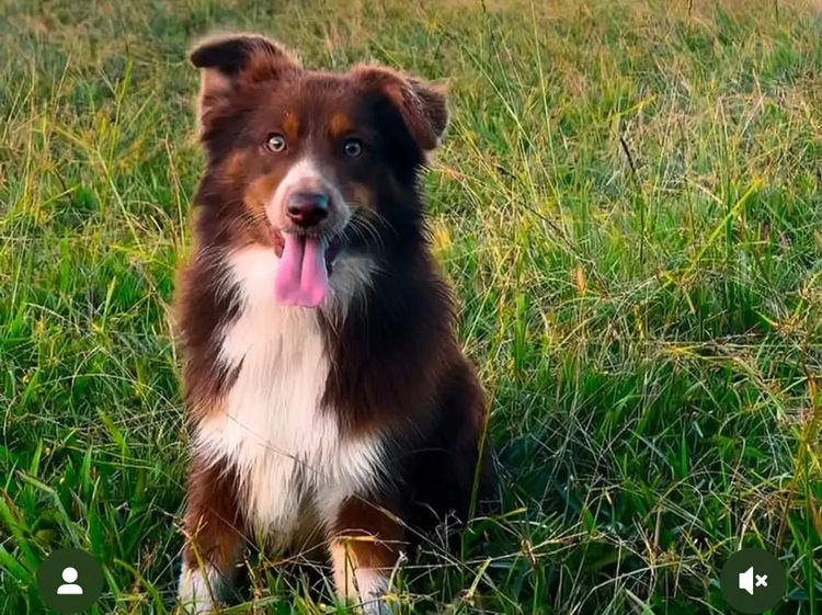Miniature American Shepherds