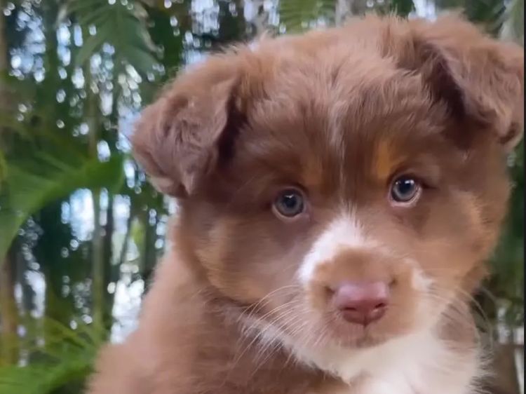 Miniature American Shepherds