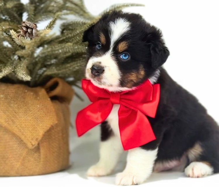 Miniature American Shepherds
