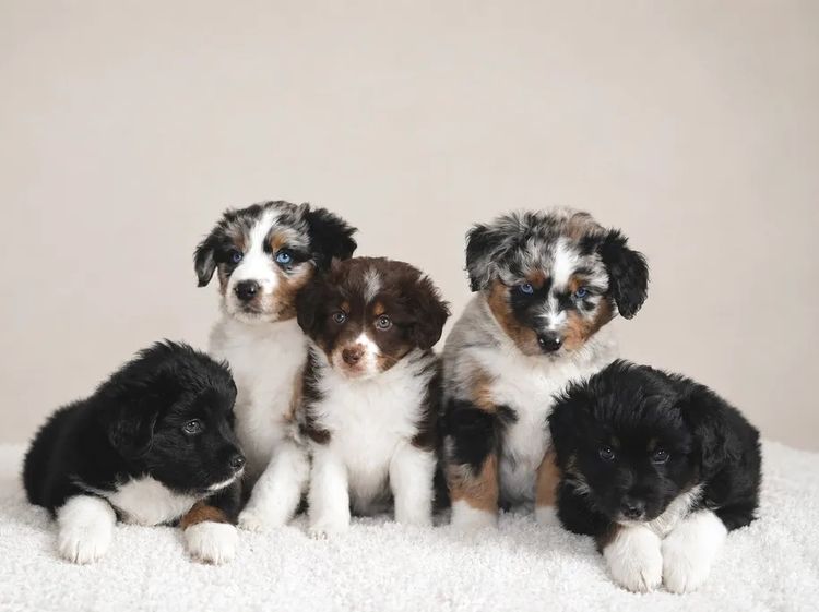 Miniature American Shepherds