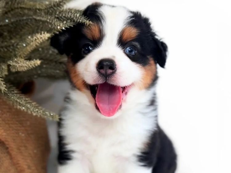 Miniature American Shepherds