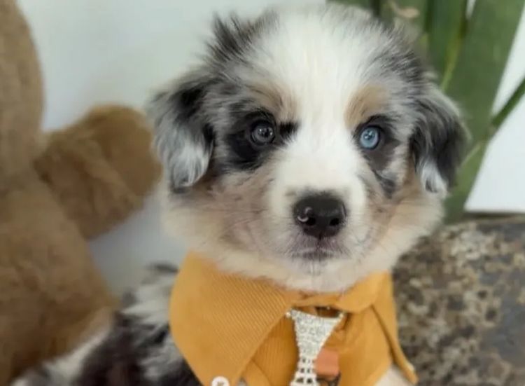 Miniature American Shepherds