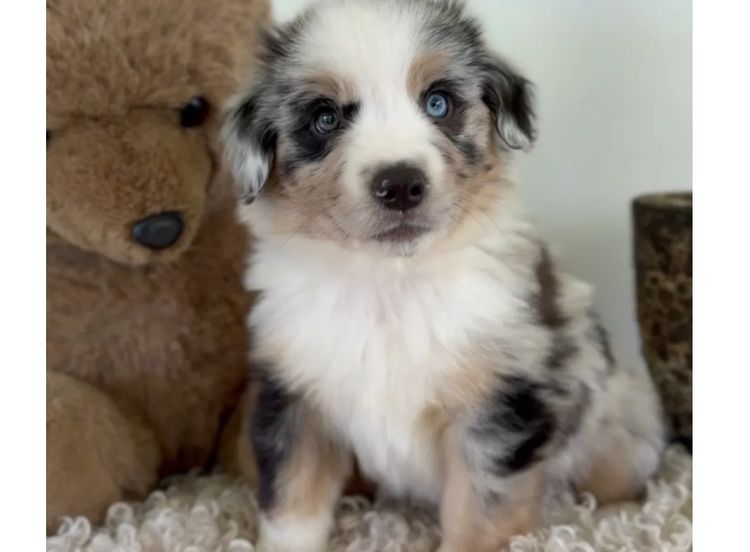 Miniature American Shepherds