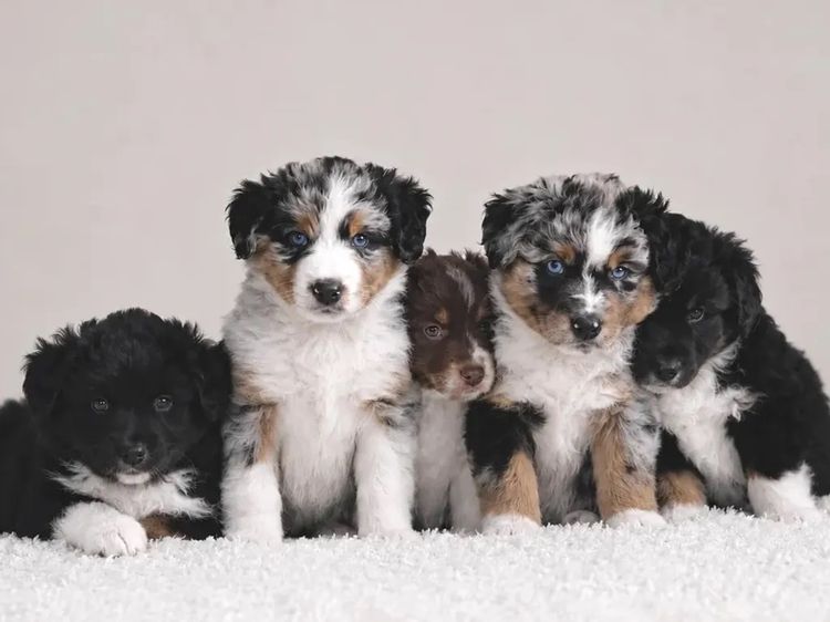 Miniature American Shepherds