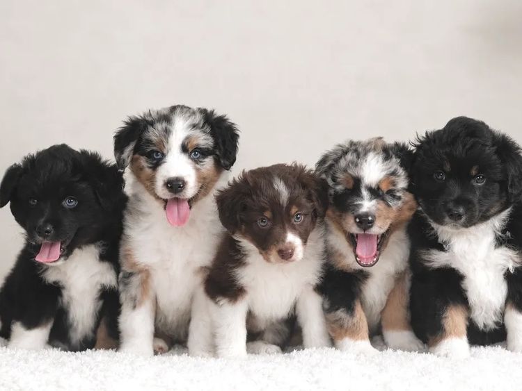 Miniature American Shepherds