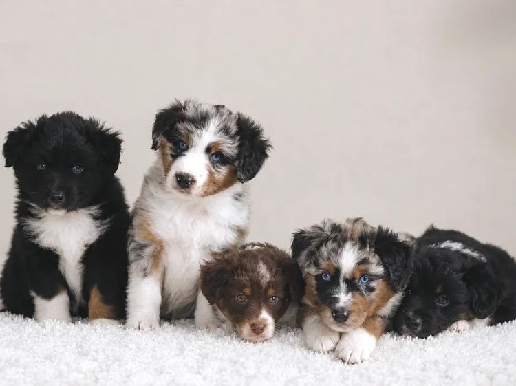 Miniature American Shepherds