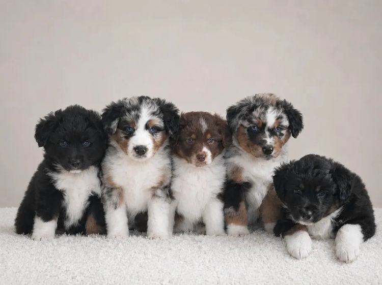 Miniature American Shepherds