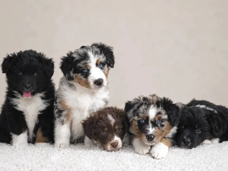 Miniature American Shepherds