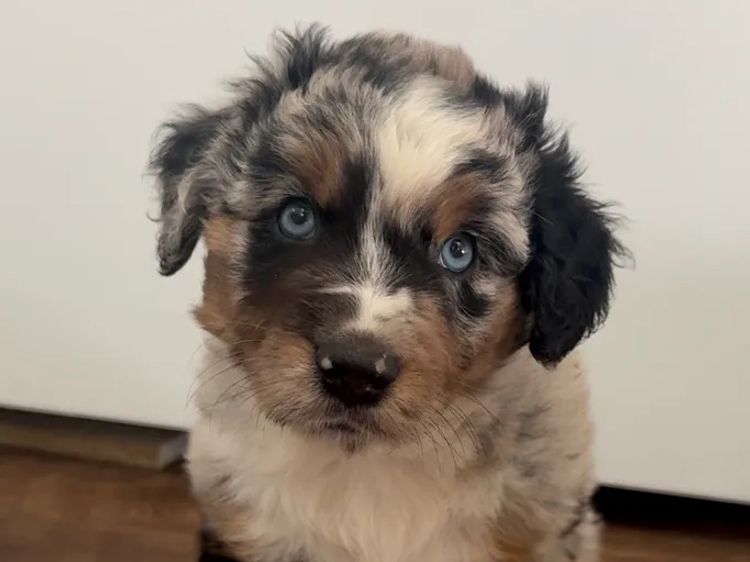 Miniature American Shepherds