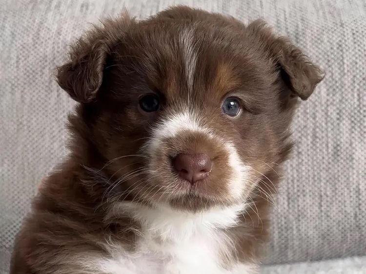 Miniature American Shepherds