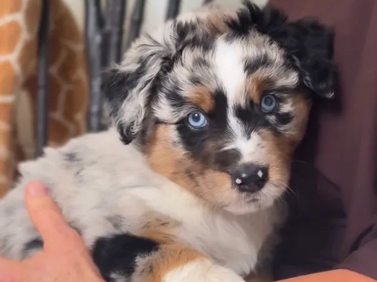 Miniature American Shepherds