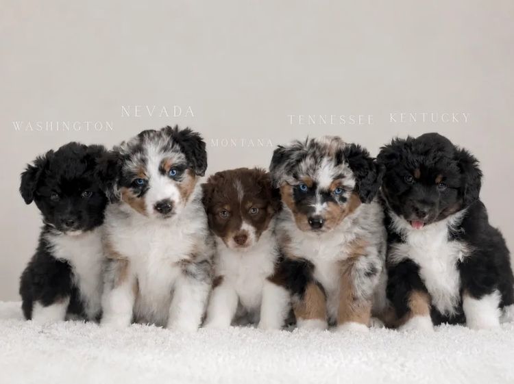 Miniature American Shepherds