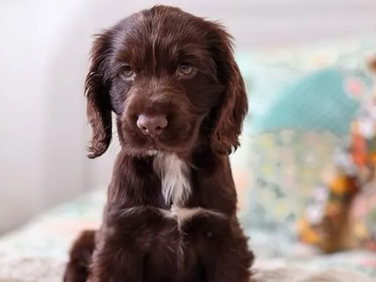 Ashline Cocker Spaniels   ANKC