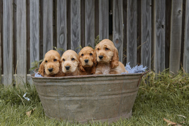 Ashline Cocker Spaniels   ANKC
