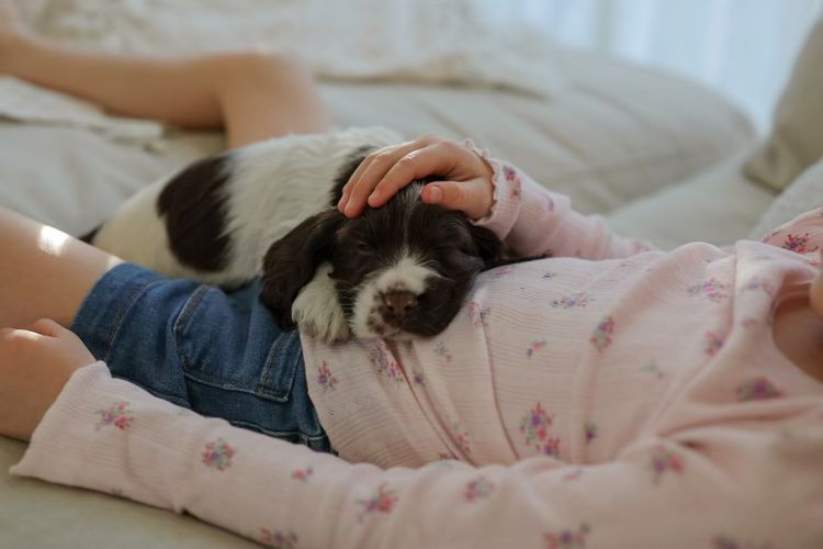 Ashline Cocker Spaniels   ANKC