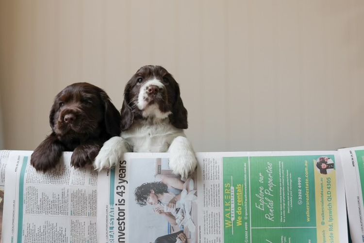 Ashline Cocker Spaniels   ANKC