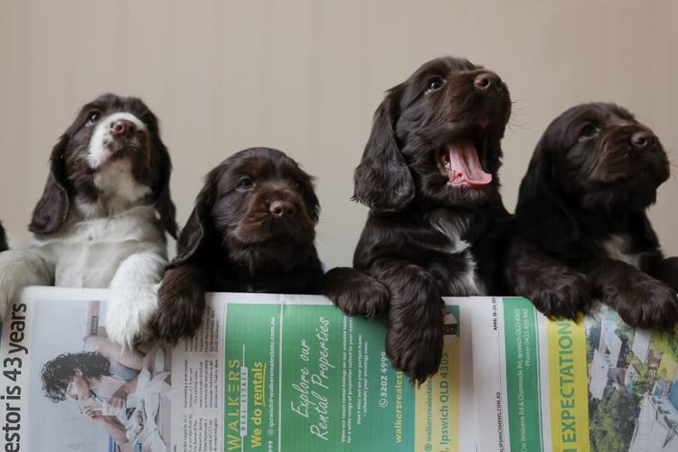 Ashline Cocker Spaniels   ANKC