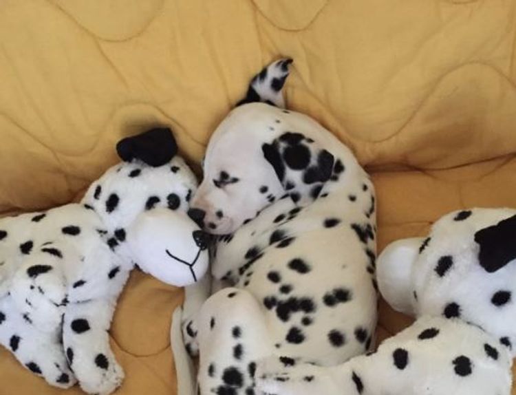 Neehi Dalmatians