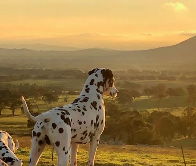 Neehi Dalmatians