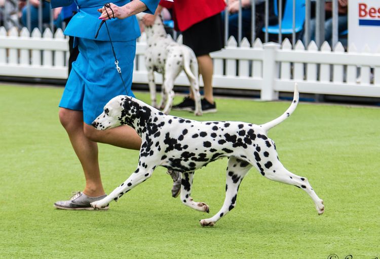 Neehi Dalmatians