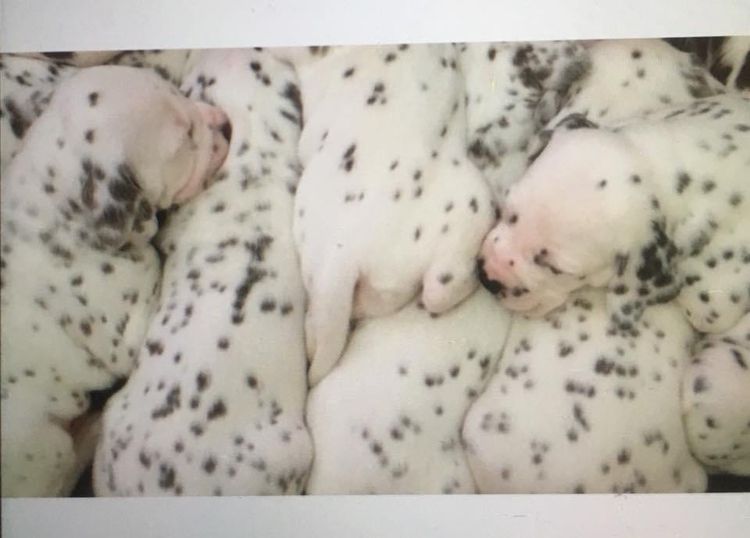 Neehi Dalmatians
