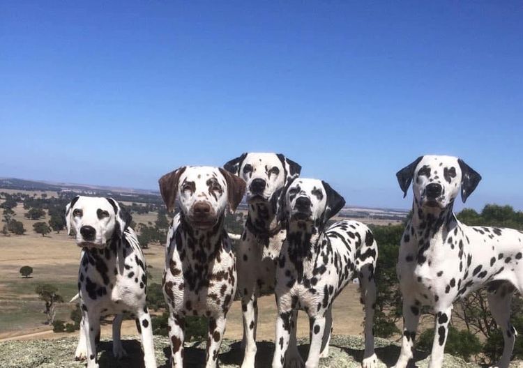 Neehi Dalmatians