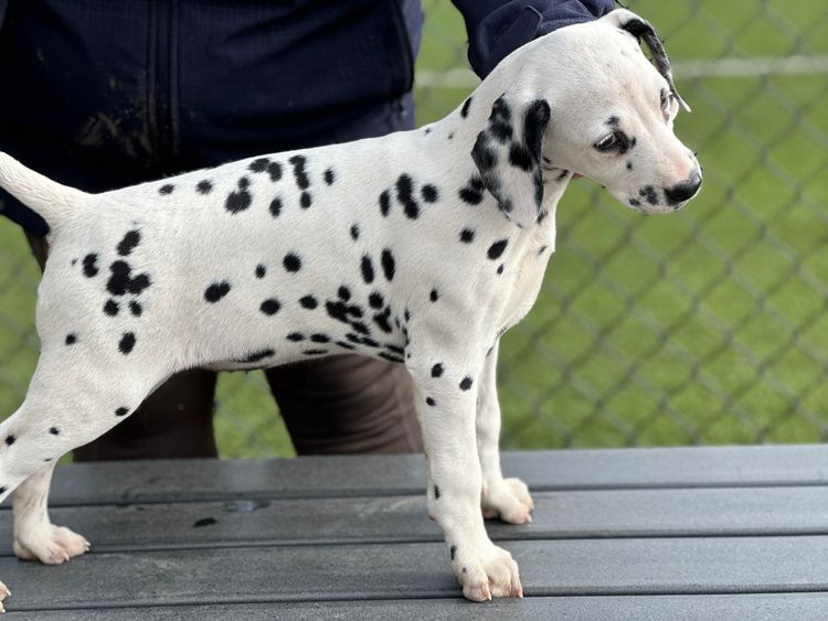 Neehi Dalmatians