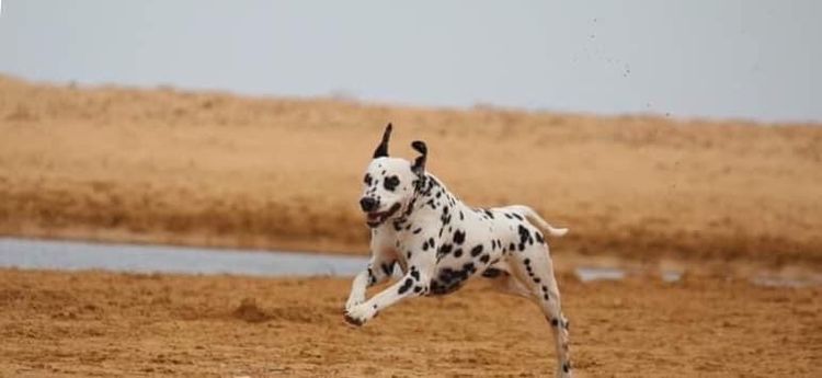 Neehi Dalmatians