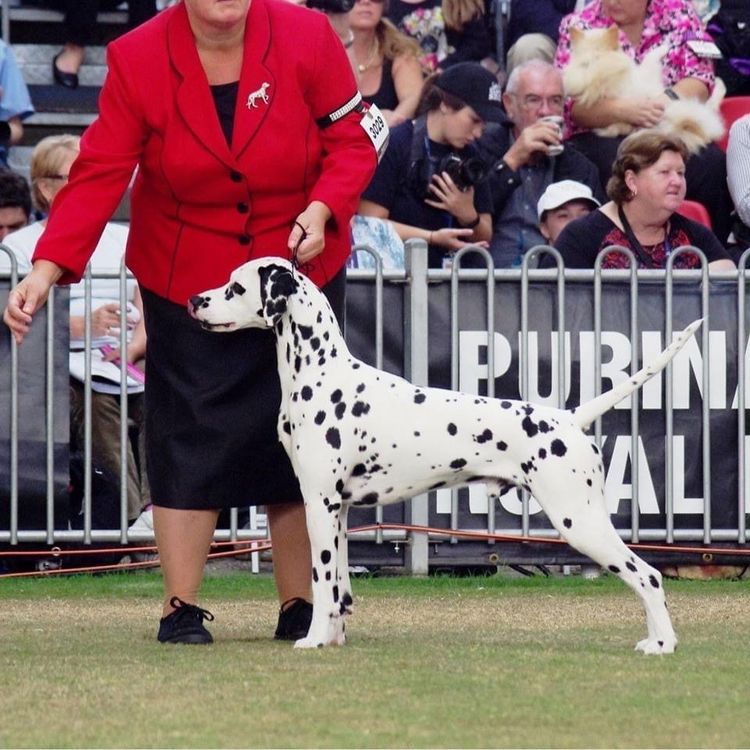 Neehi Dalmatians