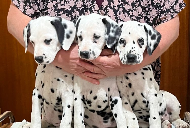 Neehi Dalmatians